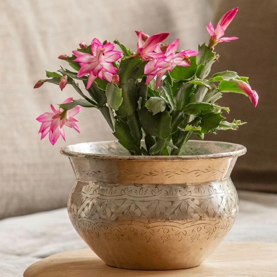 Schlumbergera 'Exotic Dancer' 3 Schlumbergera 'Exotic Dancer'