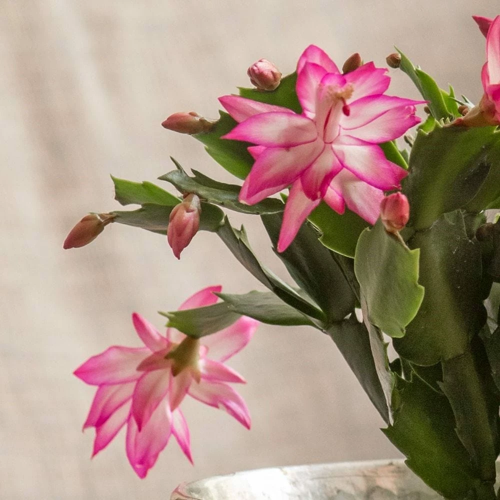 Schlumbergera 'Exotic Dancer' 4 Schlumbergera 'Exotic Dancer' - Image 2