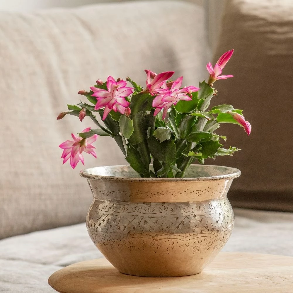 Schlumbergera 'Exotic Dancer' 5 Schlumbergera 'Exotic Dancer' - Image 3