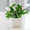 Schlumbergera White-flowered 2 Schlumbergera White-flowered -plant store pl2000043303