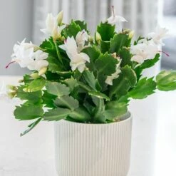 Schlumbergera White-flowered -plant store pl2000043303 card3 lg
