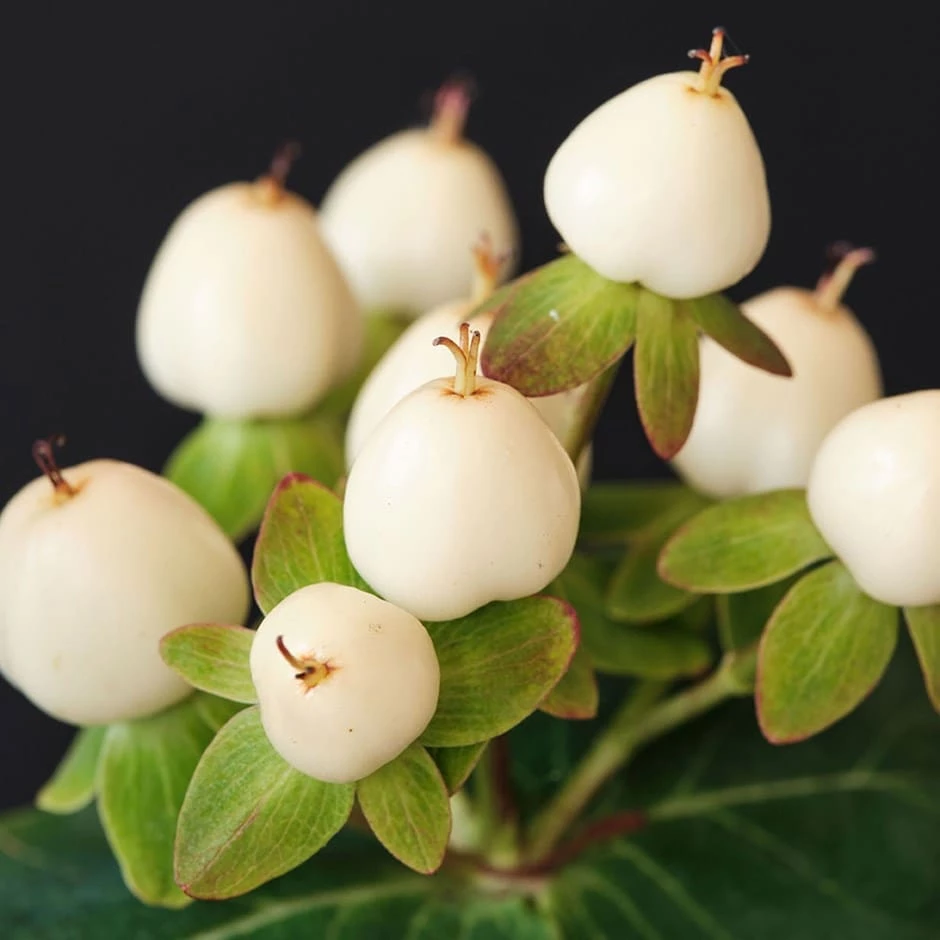 Hypericum × Inodorum Magical White ('Komuni') (PBR) 3 Hypericum × Inodorum Magical White ('Komuni') (PBR)