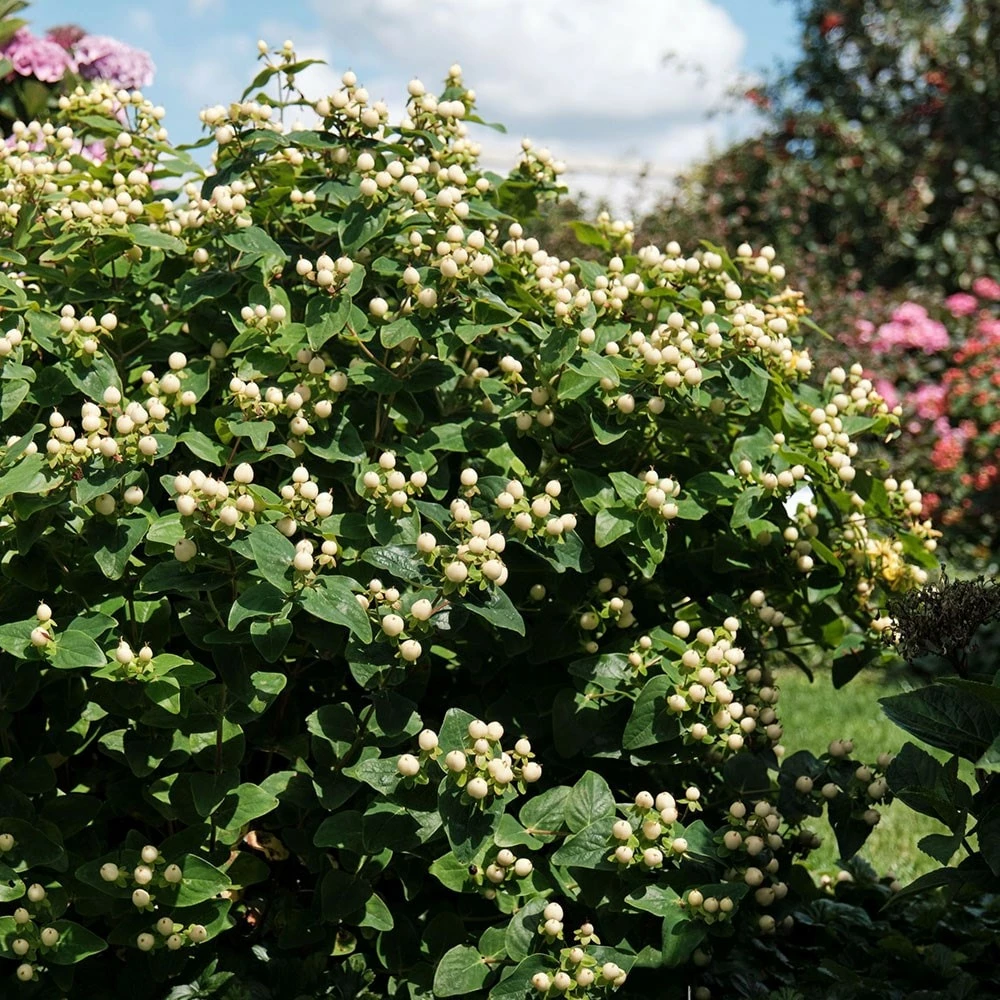 Hypericum × Inodorum Magical White ('Komuni') (PBR) 4 Hypericum × Inodorum Magical White ('Komuni') (PBR) - Image 2