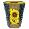 Indoor Sunflower Pot -plant store pl2000043557