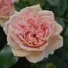 Rosa Joie De Vivre ('Korfloci 01') (PBR) 1 Rosa Joie De Vivre ('Korfloci 01') (PBR) -plant store pl2000044024