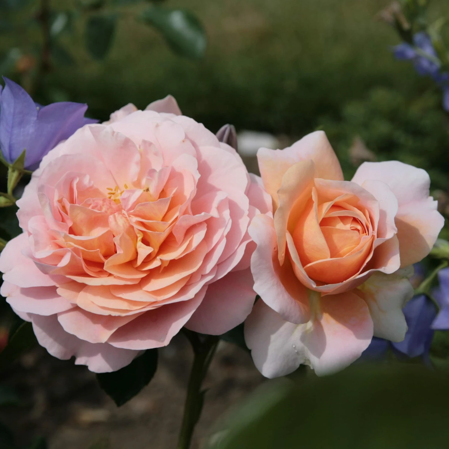 Rosa Joie De Vivre ('Korfloci 01') (PBR) 5 Rosa Joie De Vivre ('Korfloci 01') (PBR) - Image 3