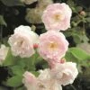 Rosa 'Noisette Carnée' -plant store pl2000044029