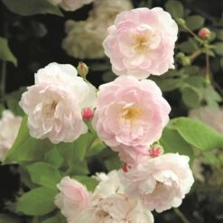 Rosa 'Noisette Carnée'