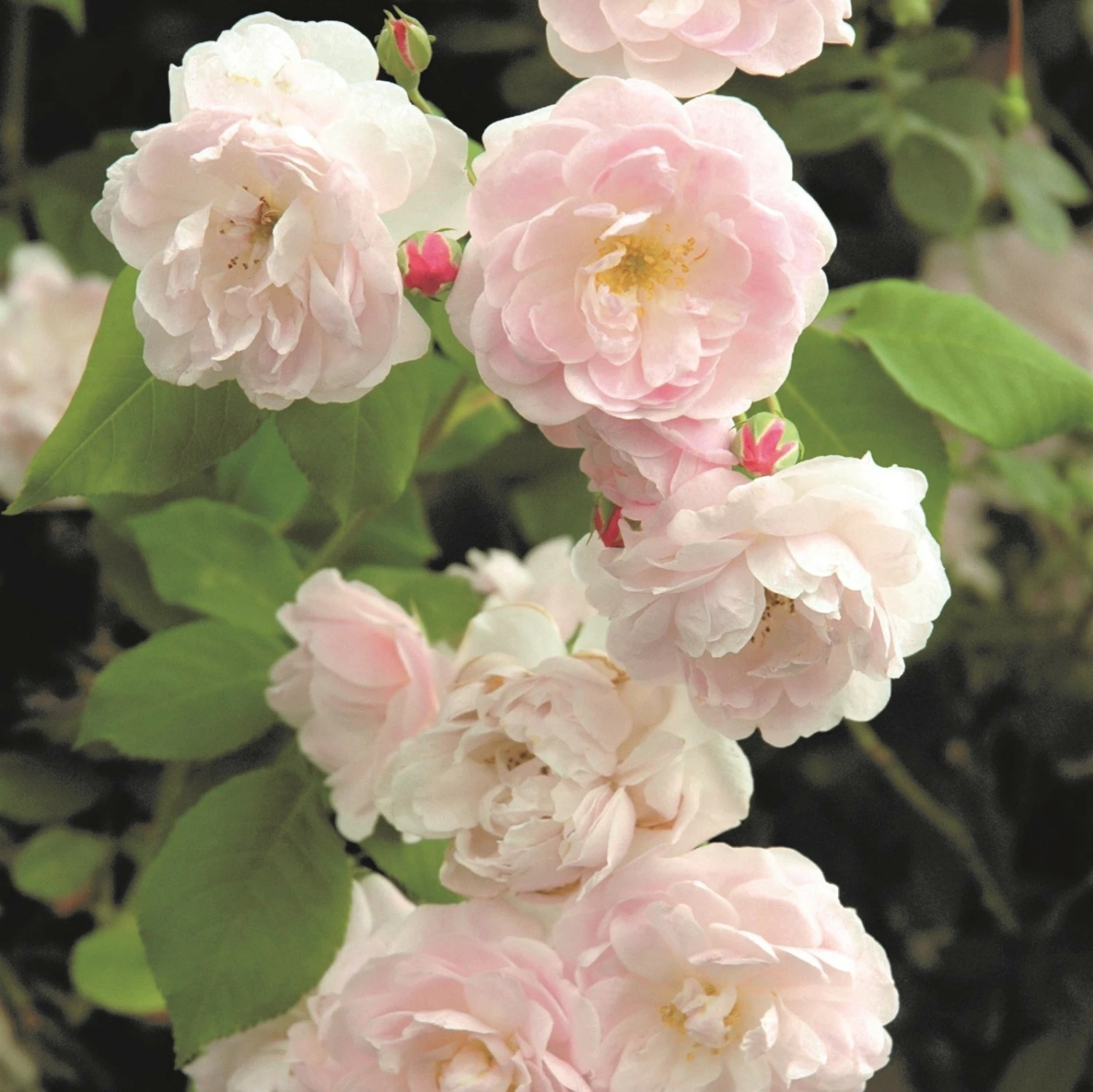 Rosa 'Noisette Carnée' 4 Rosa 'Noisette Carnée' - Image 2