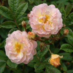 Rosa 'Ghislaine De Féligonde'