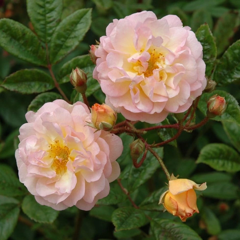 Rosa 'Ghislaine De Féligonde' 3 Rosa 'Ghislaine De Féligonde'