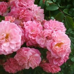 Featured Products 3 Rosa 'Rural England'