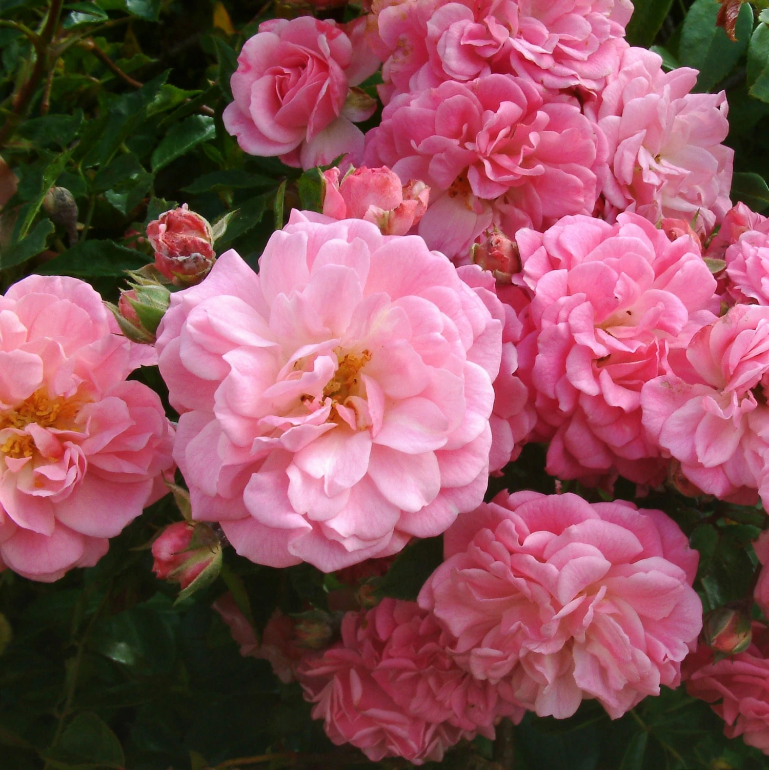 Rosa 'Rural England' 4 Rosa 'Rural England' - Image 2