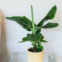 Musa Acuminata 'Dwarf Cavendish'