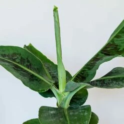 Musa Acuminata 'Dwarf Cavendish' -plant store pl2000044075 card3 lg