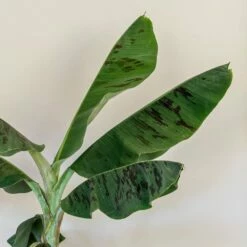 Musa Acuminata 'Dwarf Cavendish' -plant store pl2000044075 card4 lg