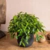 Ficus Benjamina 'Green Kinky' 2 Ficus Benjamina 'Green Kinky' -plant store pl2000044078
