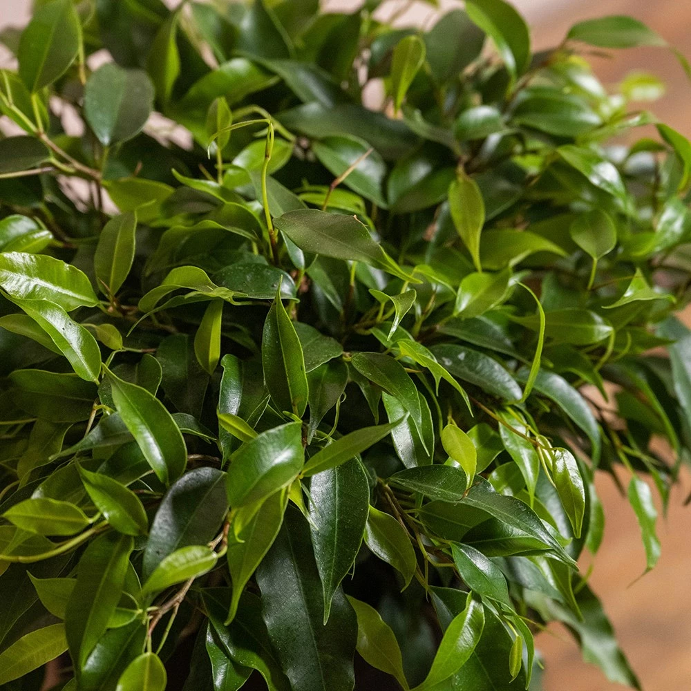 Ficus Benjamina 'Green Kinky' 4 Ficus Benjamina 'Green Kinky' - Image 2