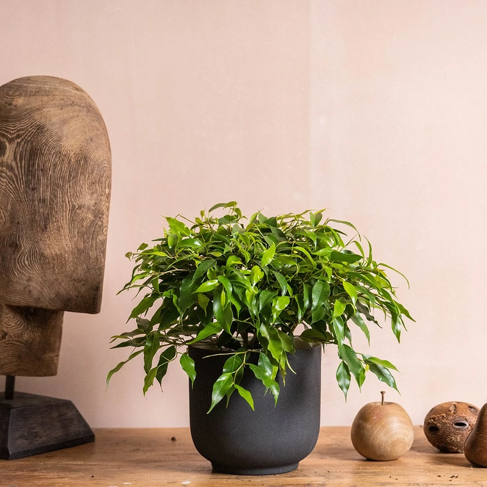 Ficus Benjamina 'Green Kinky' 5 Ficus Benjamina 'Green Kinky' - Image 3