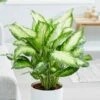 Dieffenbachia 'Camille' 1 Dieffenbachia 'Camille' -plant store pl2000044097