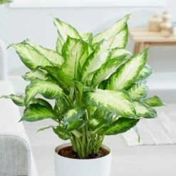Dieffenbachia 'Camille'
