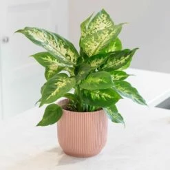 Dieffenbachia 'Camille' 9 Dieffenbachia 'Camille' -plant store pl2000044097 card3 lg