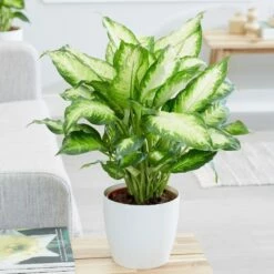 Dieffenbachia 'Camille' 10 Dieffenbachia 'Camille' -plant store pl2000044097 card4 lg