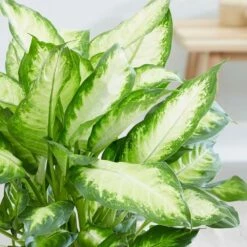 Dieffenbachia 'Camille' 11 Dieffenbachia 'Camille' -plant store pl2000044097 card5 lg
