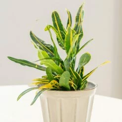 Codiaeum 'Banana' -plant store pl2000044110 card3 lg