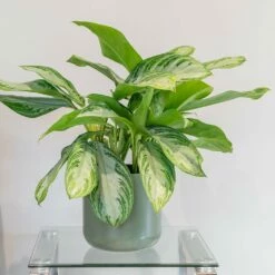 Aglaonema 'Silver Bay' 7 Aglaonema 'Silver Bay' -plant store pl2000044127 card3 lg