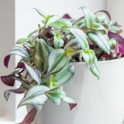 Tradescantia Zebrina -plant store pl2000044137 card3 lg