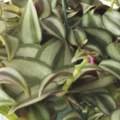 Tradescantia Zebrina -plant store pl2000044137 card4 lg