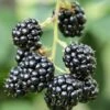 Blackberry 'Waldo' -plant store pl2000044306