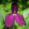 Roscoea 'Harvington Evening Star' -plant store pl2000044428