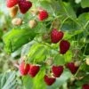 Raspberry 'Malling Jewel' 1 Raspberry 'Malling Jewel' -plant store pl2000044473