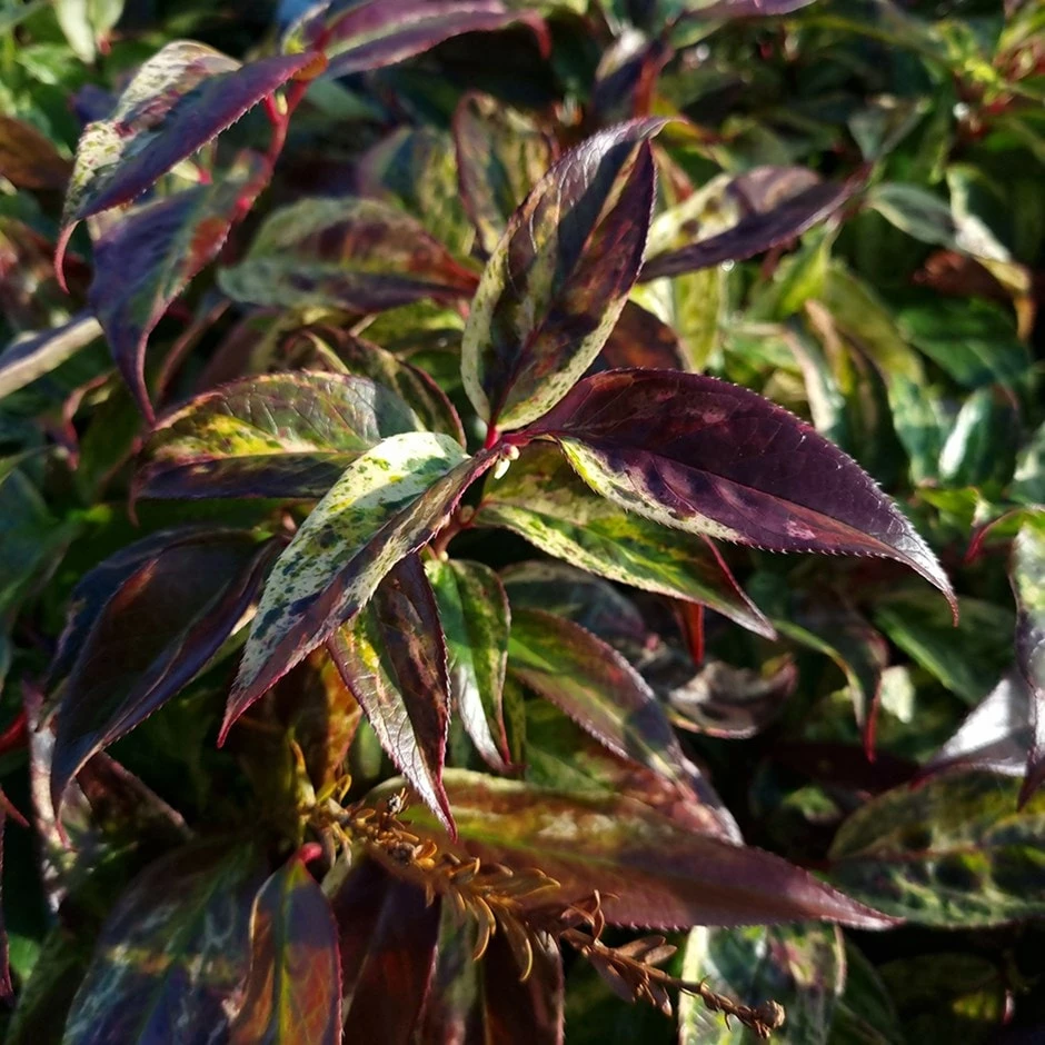 Leucothoe Walteri 'Rainbow' 3 Leucothoe Walteri 'Rainbow'