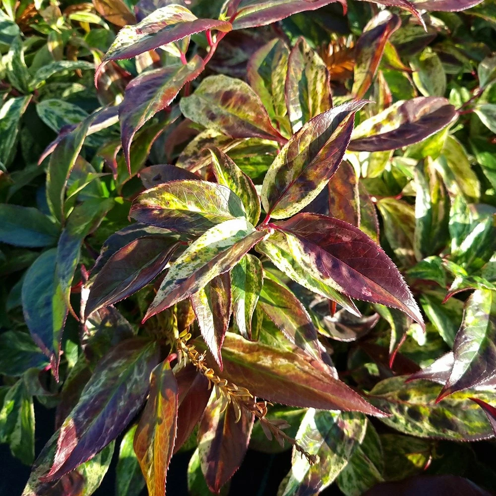 Leucothoe Walteri 'Rainbow' 4 Leucothoe Walteri 'Rainbow' - Image 2