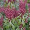 Pieris Japonica 'Bonfire' -plant store pl2000044486