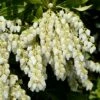 Pieris Japonica 'Purity' -plant store pl2000044503