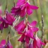 Dierama 'Blackberry Bells' -plant store pl2000044541