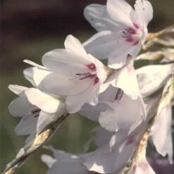 Dierama Pulcherrimum Var. Album