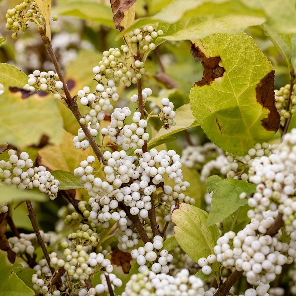 Callicarpa Bodinieri 'Magical Snowstar ('Kolmsnostar') (PBR) 4 Callicarpa Bodinieri 'Magical Snowstar ('Kolmsnostar') (PBR) - Image 2