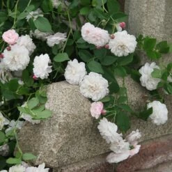 Rosa Félicité Et Perpétue