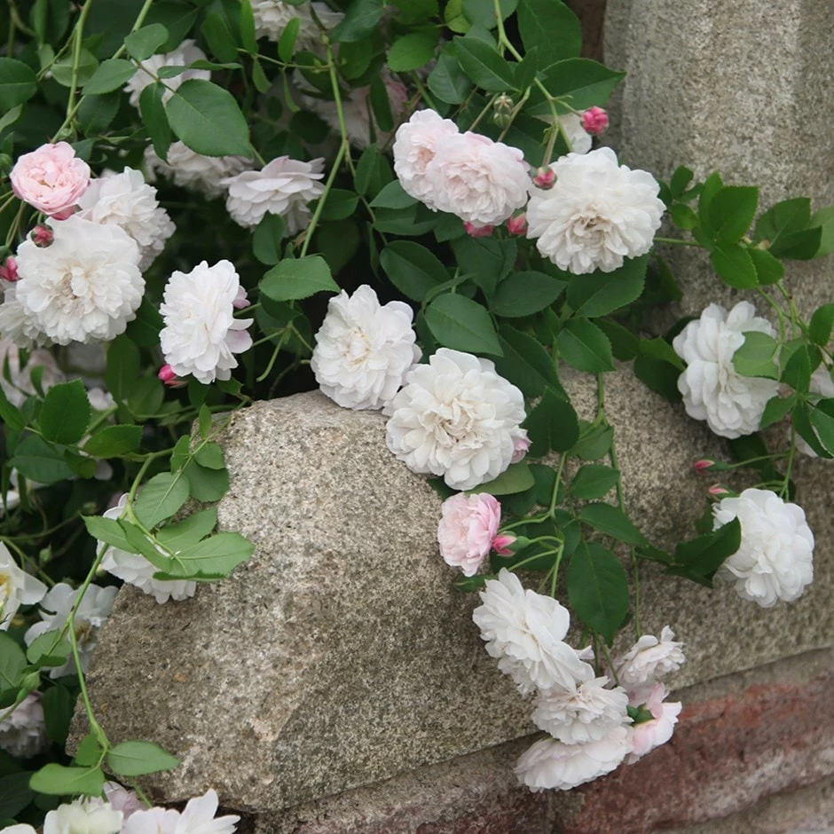 Rosa Félicité Et Perpétue 3 Rosa Félicité Et Perpétue