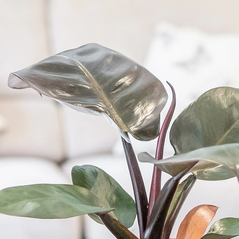 Philodendron 'Black Cardinal' 4 Philodendron 'Black Cardinal' - Image 2