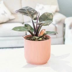 Philodendron 'Black Cardinal' 7 Philodendron 'Black Cardinal' -plant store pl2000044766 card3 lg