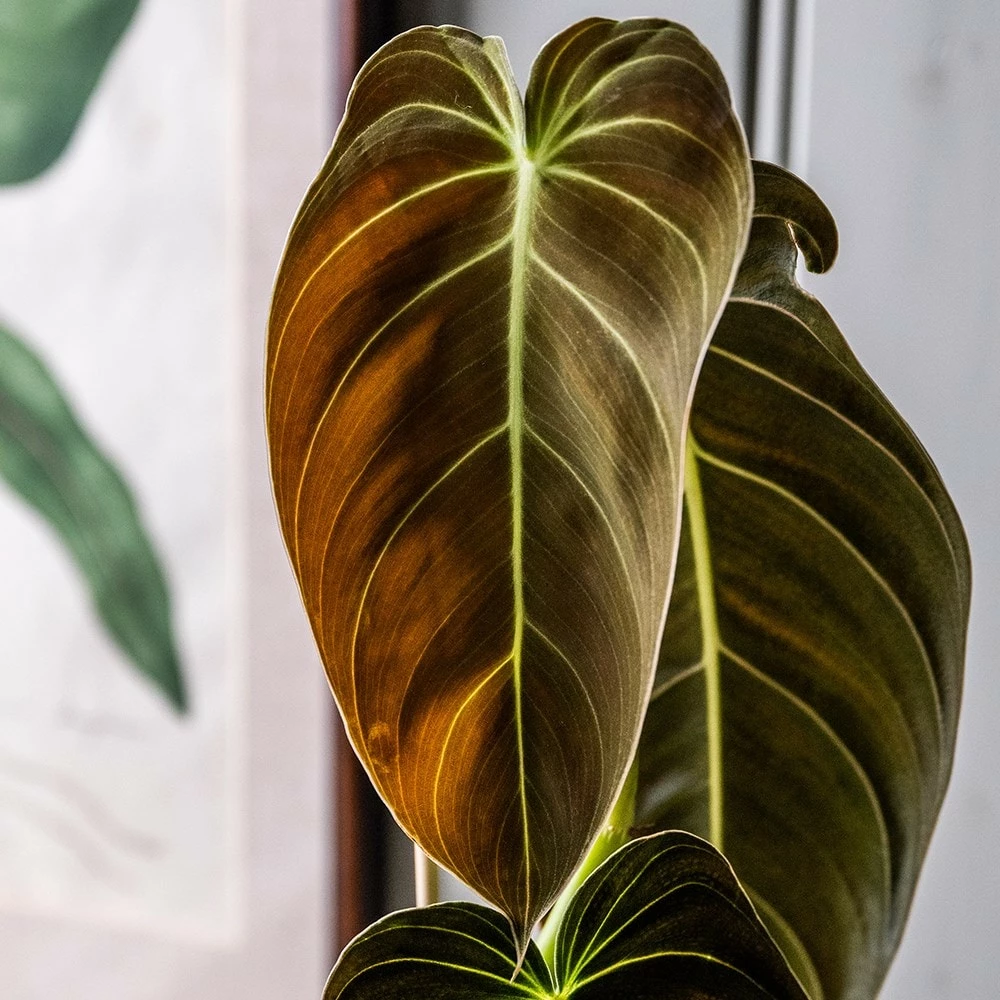 Philodendron Melanochrysum 4 Philodendron Melanochrysum - Image 2