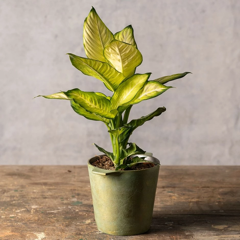 Dieffenbachia 'Summer Style' (PBR) 3 Dieffenbachia 'Summer Style' (PBR)