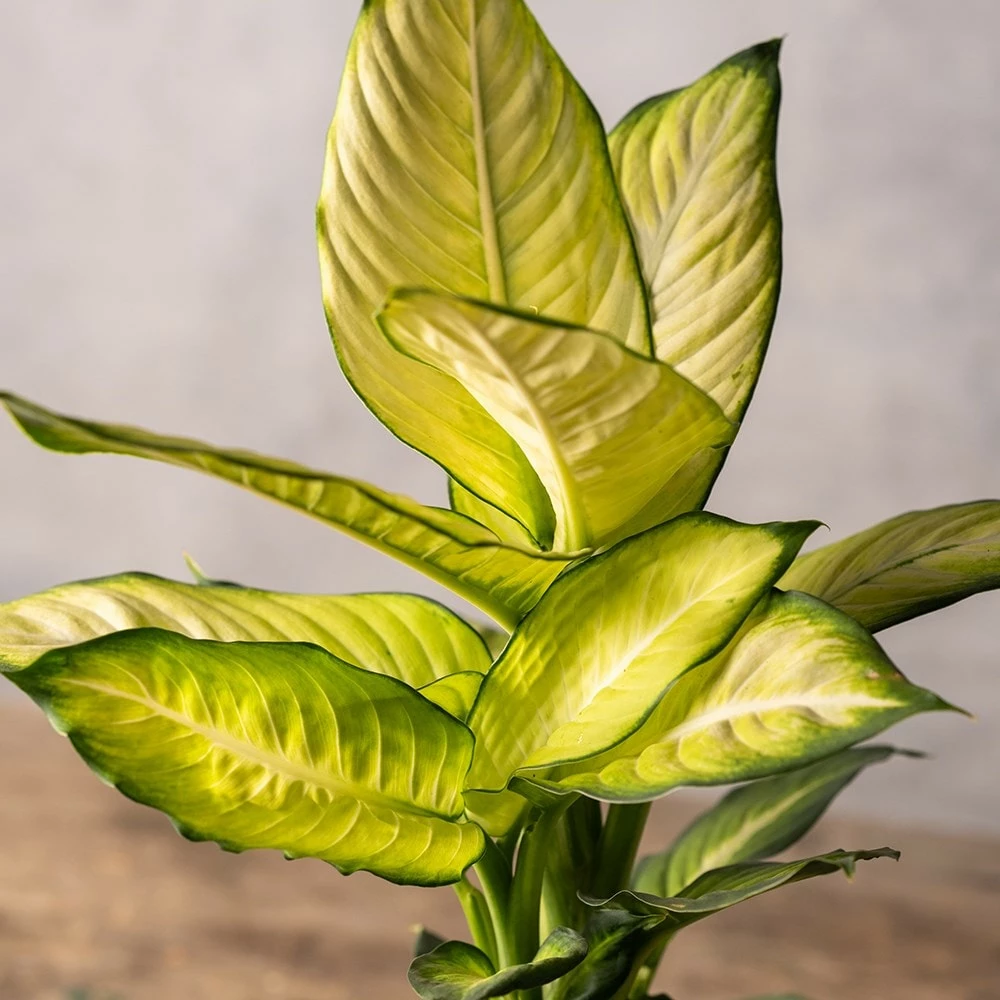 Dieffenbachia 'Summer Style' (PBR) 4 Dieffenbachia 'Summer Style' (PBR) - Image 2