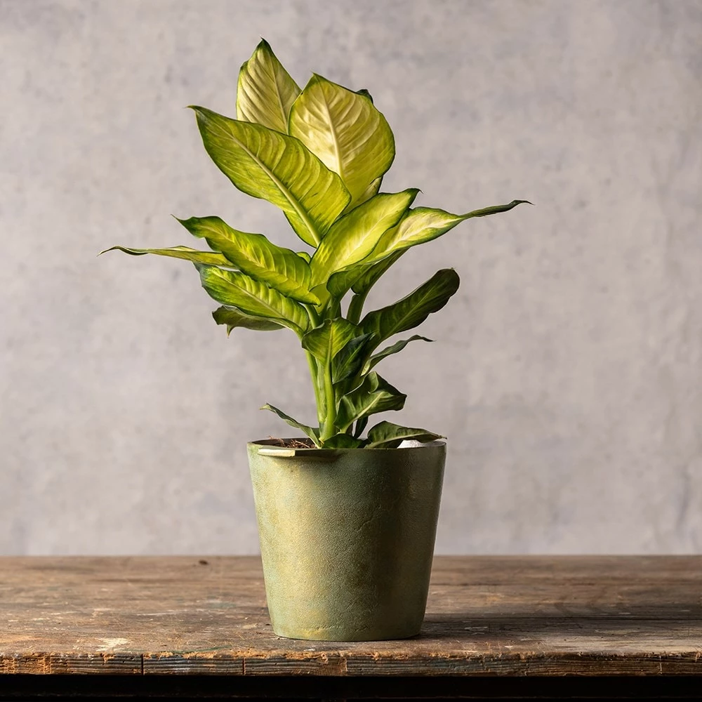 Dieffenbachia 'Summer Style' (PBR) 5 Dieffenbachia 'Summer Style' (PBR) - Image 3